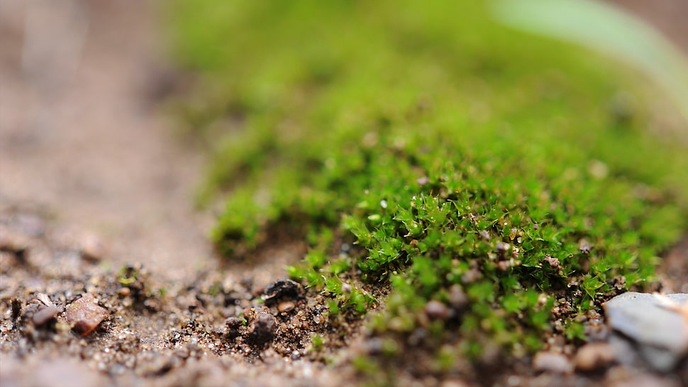 green and yellow leaf plant, moss, macro, nature, depth of field HD wallpaper