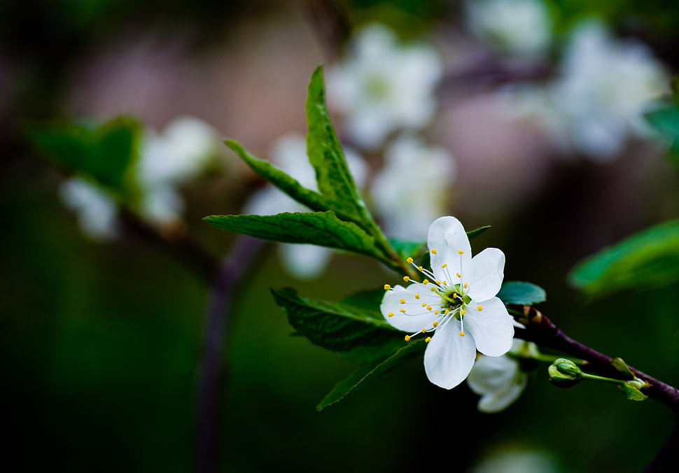 white Apple Blossoms selective focus photo HD wallpaper