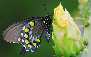 blue and yellow butterfly HD wallpaper