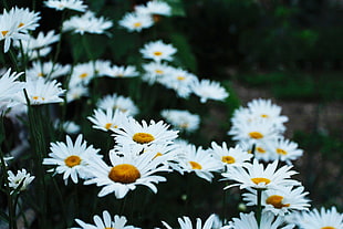 white daisy flowers, Chamomile, Flower bed, Field