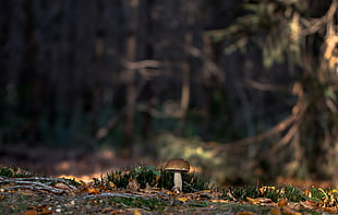 focused photo of mushroom, forest, mushroom, trees HD wallpaper
