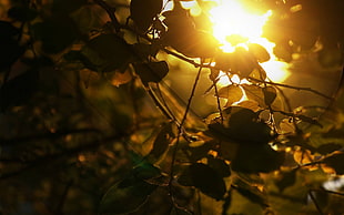 green leafed plant, sunlight, nature, branch, trees