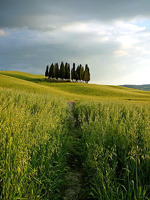 green grasses during day time, tuscany HD wallpaper