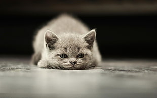short-haired gray cat, cat, animals