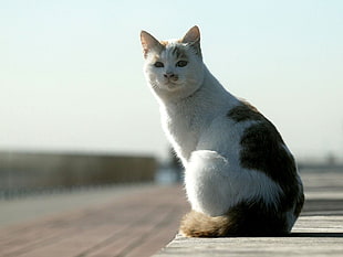 photo of adult white and black cat outdoor