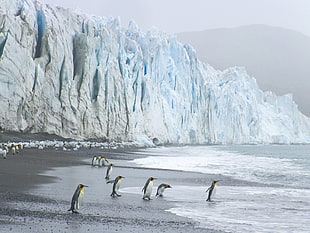 flock of penguins near body of water and mountain