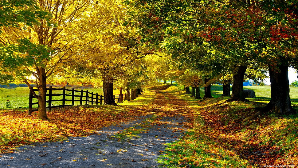 pathway surrounded by forest trees HD wallpaper
