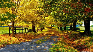 pathway surrounded by forest trees