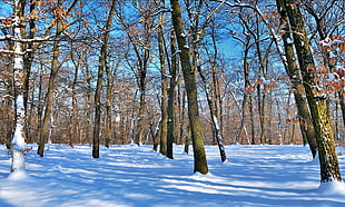 withered trees surrounded by snow