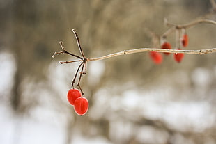 red berries in closeup photo
