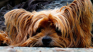 closeup photo of adult Yorkshire Terrier