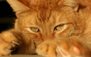closeup photo of orange cat