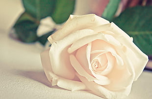 depth of field photography of white rose on white textile HD wallpaper