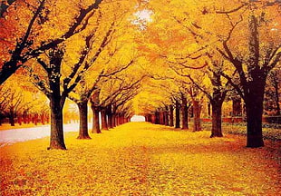 Autumn trees HD wallpaper