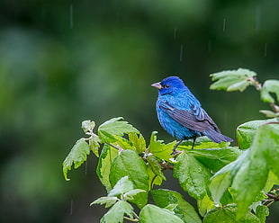blue bird close-up photo