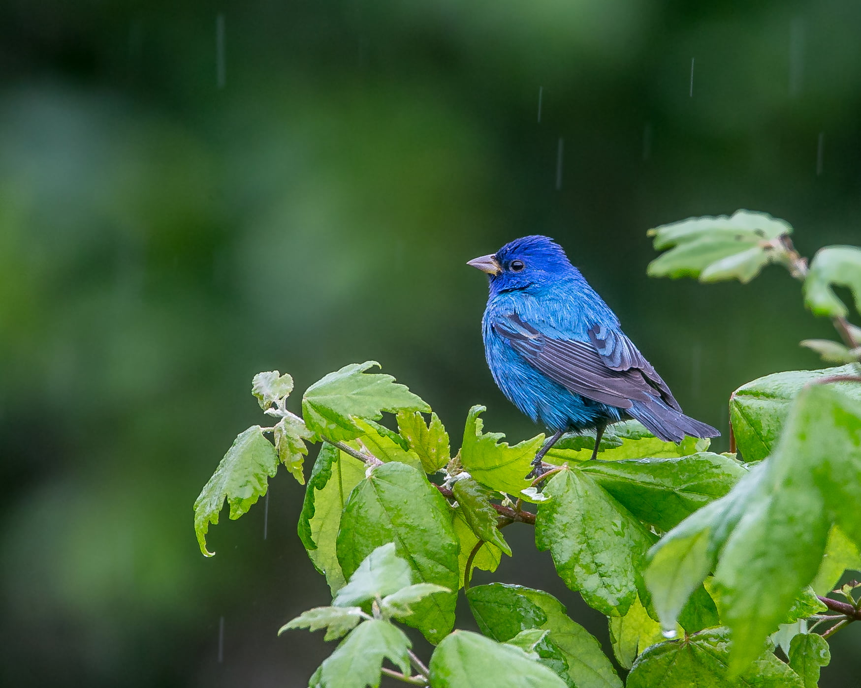 Дерево синей птицы. Овсянка индиго. Голубая овсянка птица. Птица овсянка синяя. Певчие птицы голубые.