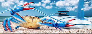 blue, red, and beige crab, crabs, crustaceans, animals