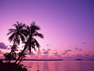 palm trees, nature, palm trees, sea HD wallpaper