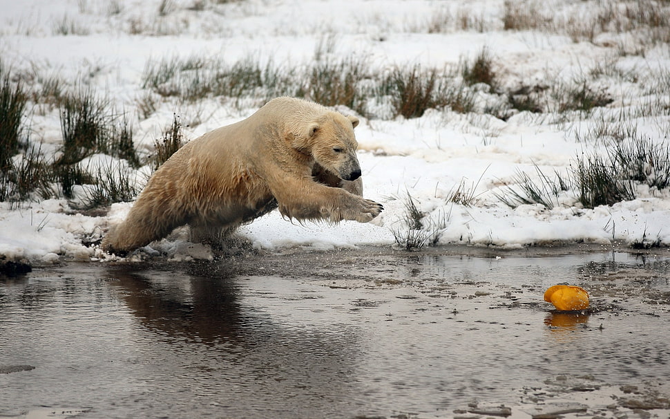 brown polar bear photo during winter HD wallpaper