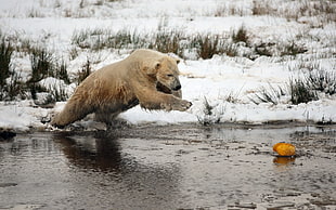 brown polar bear photo during winter