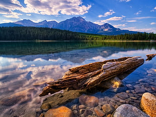 driftwood on body of water in front of forest under clear blue sky during daytime HD wallpaper