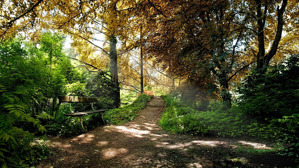 green leafed plants, nature, forest, trees, path HD wallpaper