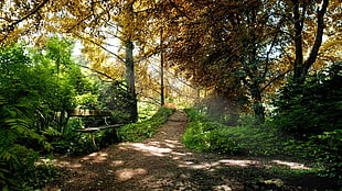 green leafed plants, nature, forest, trees, path