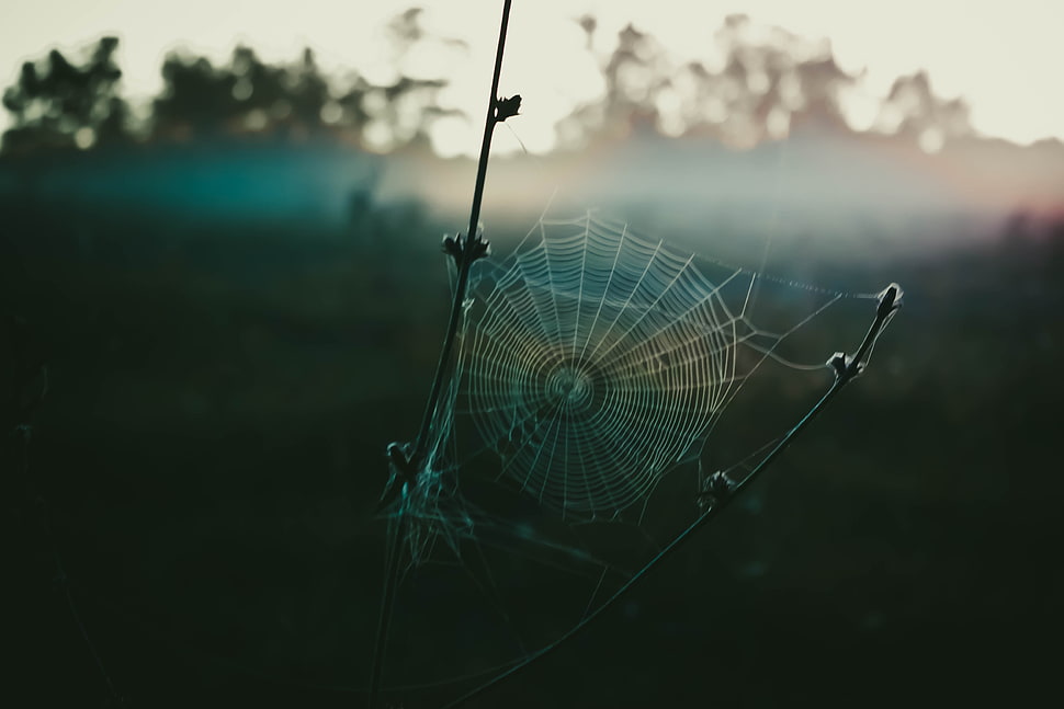 spiderweb, spiderwebs HD wallpaper