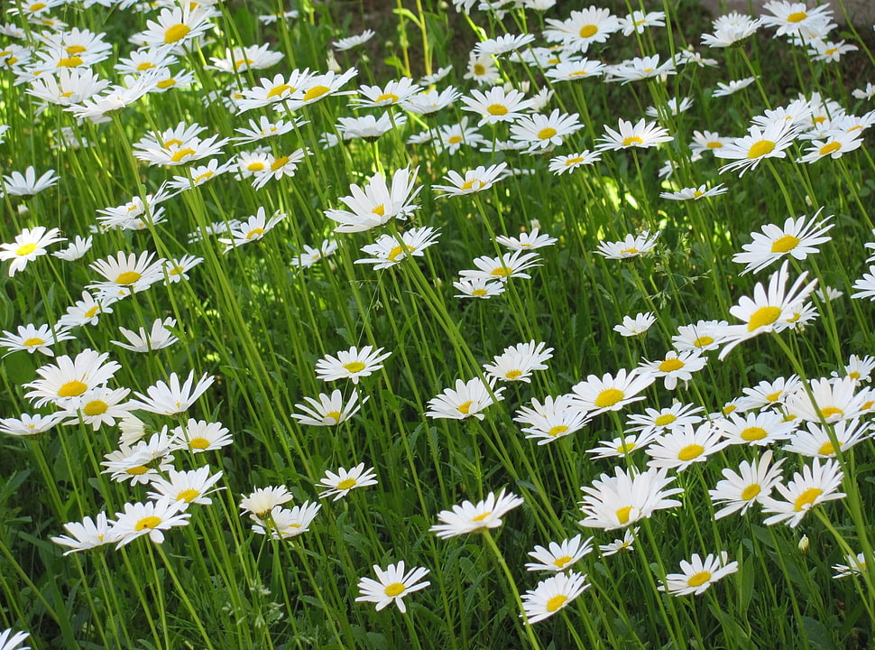white Daisy flower field HD wallpaper