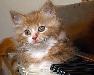 close-up of an orange tabby kitten