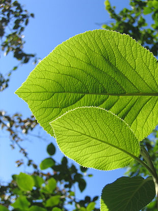 bottom view of palmate plant