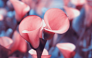 pink bell flowers, flowers, lilies, nature HD wallpaper