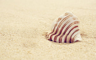 white and brown sconce on sand