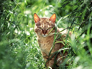 brown cat near grass