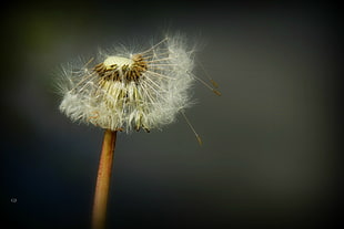 dandelion macro photography