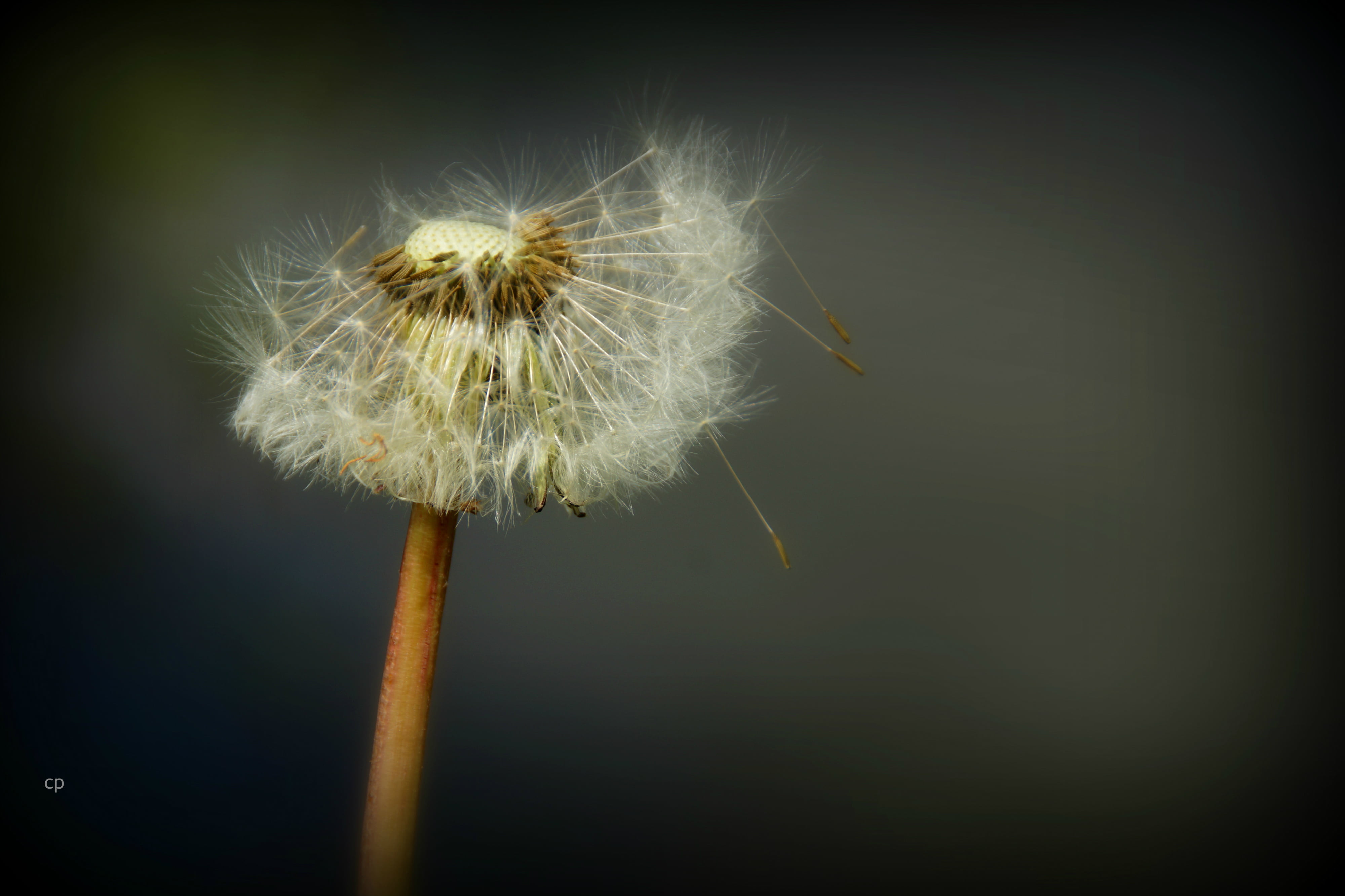 Dandelion macro photography HD wallpaper  Wallpaper Flare