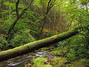 moss covered fallen tree trunk over stream photo HD wallpaper