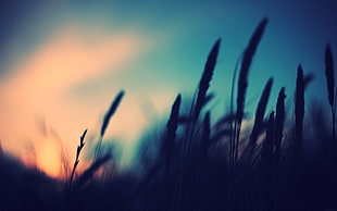 silhouette of wheats, photography, nature, plants, blurred