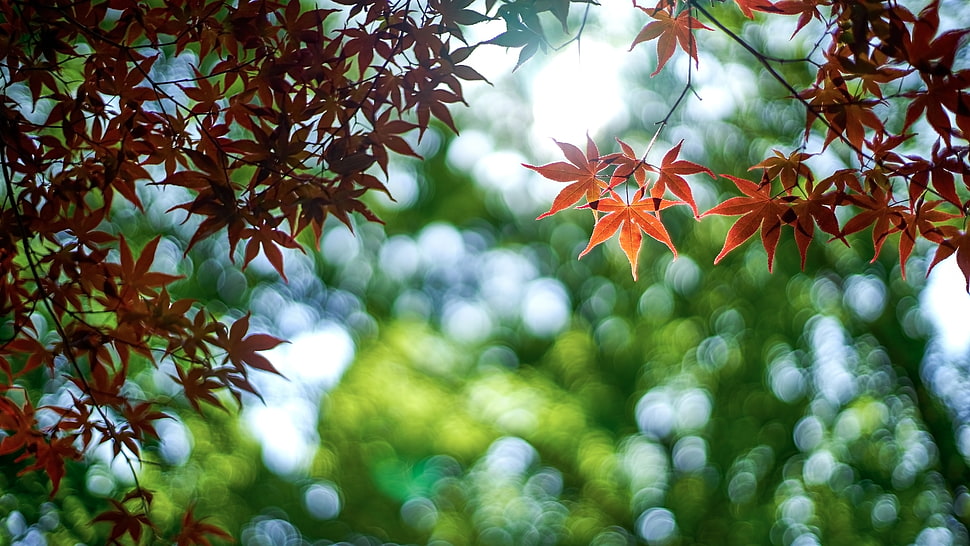 selective focus of orange leaf plant during daytime HD wallpaper