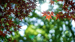 selective focus of orange leaf plant during daytime