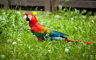 red Macaw in green grass