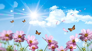 orange-and-black butterflies and pink Cosmos flowers in bloom at daytime HD wallpaper