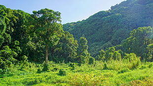 green leafed trees, Hawaii, Maui, tropical forest, tropics