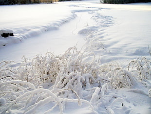 white snow covered grass