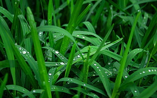 green grasses, grass, nature, water drops, plants HD wallpaper