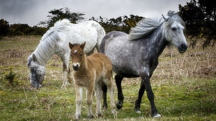 three white, gray, and brown horses, horse, animals