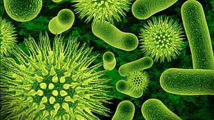 microscopic photo of bacteria HD wallpaper