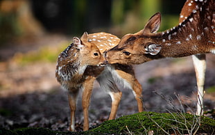 two brown deers, nature, animals, deer, baby animals