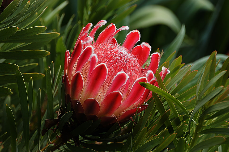 red petaled flower near green grasses, proteas HD wallpaper