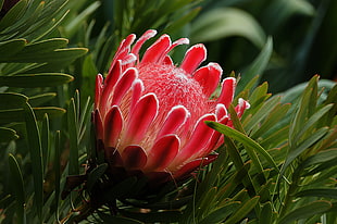 red petaled flower near green grasses, proteas